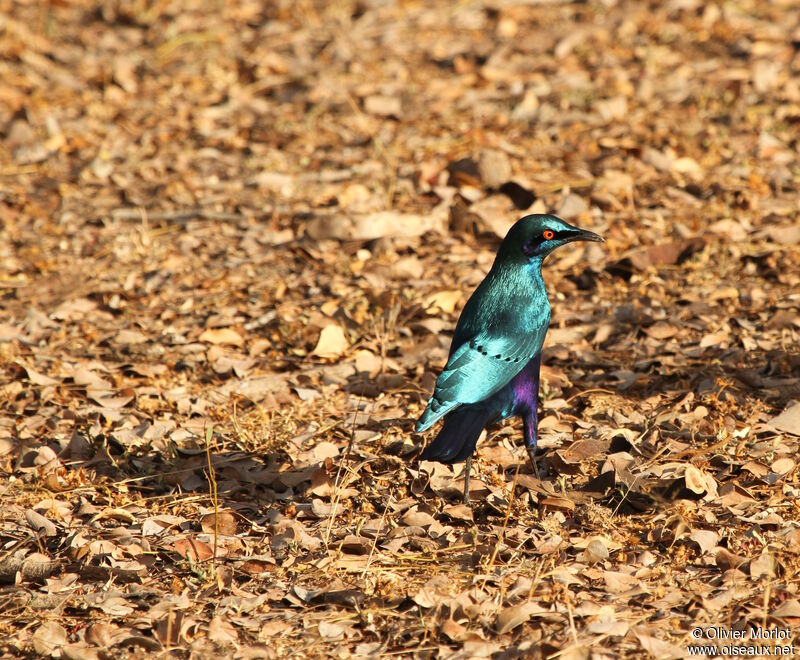 Lesser Blue-eared Starling