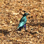 Lesser Blue-eared Starling