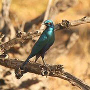 Lesser Blue-eared Starling