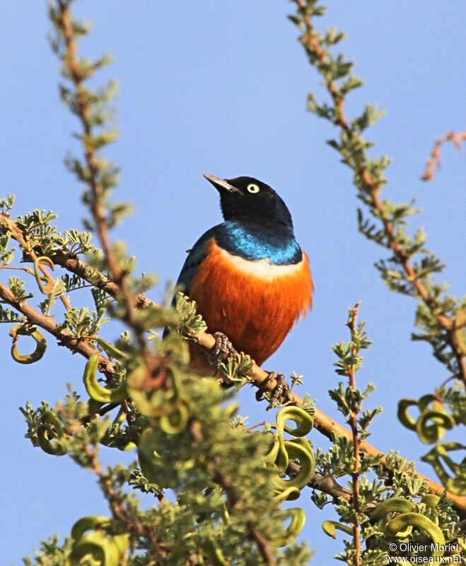 Superb Starling