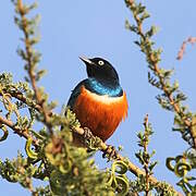 Superb Starling