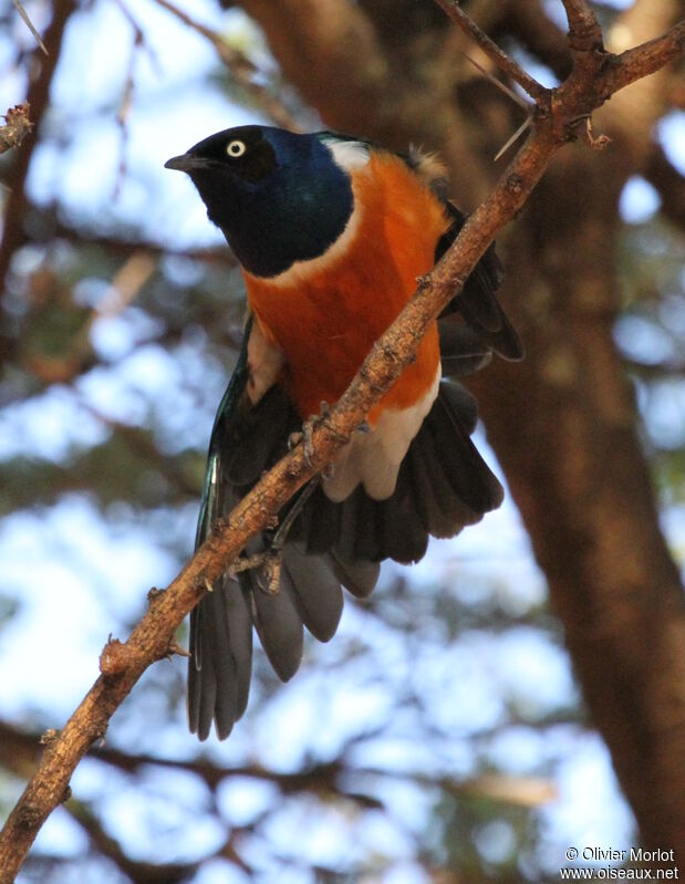 Superb Starling