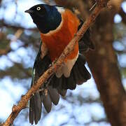 Superb Starling