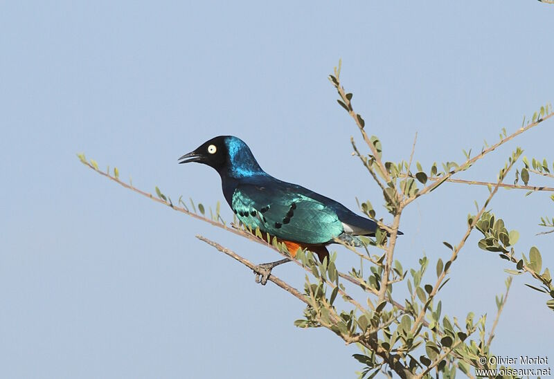 Superb Starling