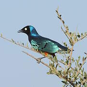 Superb Starling