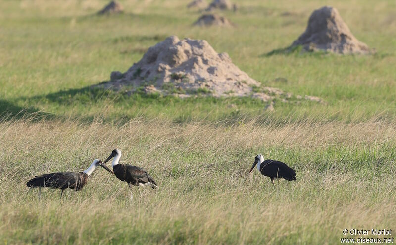 African Woolly-necked Stork