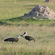 African Woolly-necked Stork