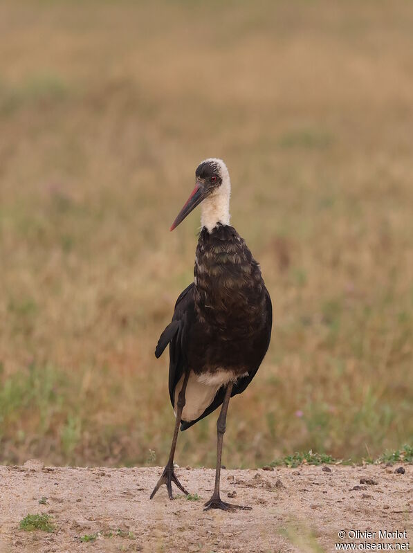 African Woolly-necked Stork