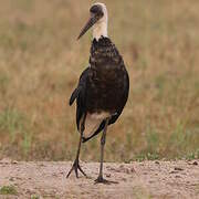 African Woolly-necked Stork