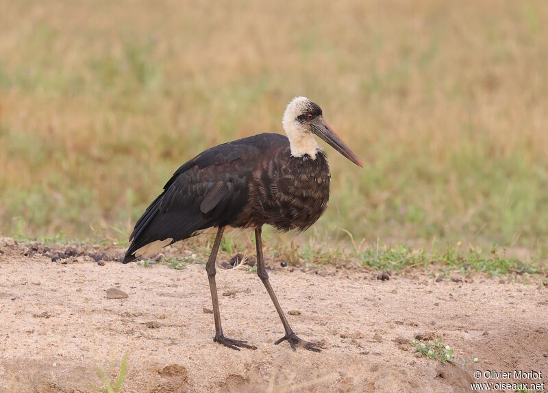 Cigogne à pattes noires