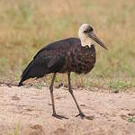 Cigogne à pattes noires