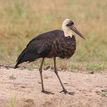 Cigogne à pattes noires