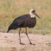 African Woolly-necked Stork