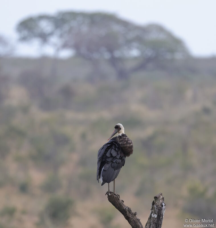 African Woolly-necked Stork