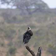 Cigogne à pattes noires