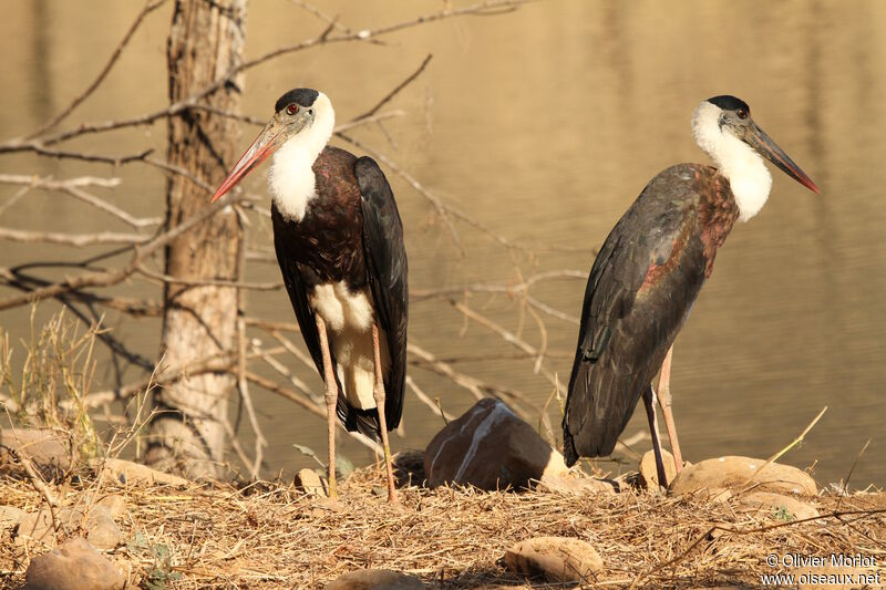 Cigogne épiscopale