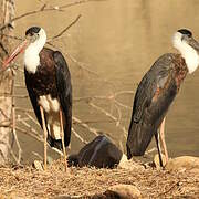 Asian Woolly-necked Stork