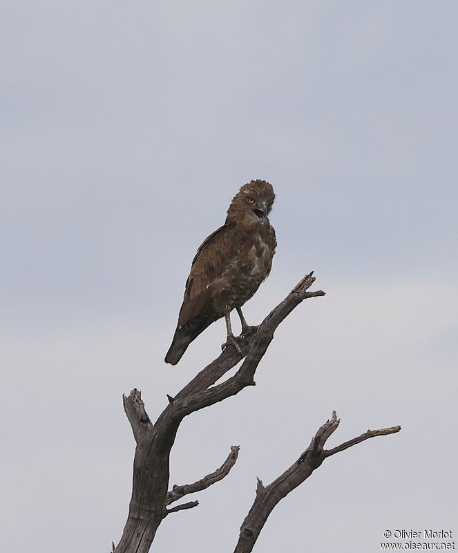 Brown Snake Eagle