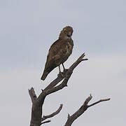 Brown Snake Eagle