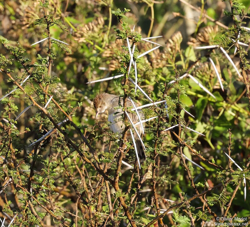 Cisticole grinçante