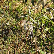 Rattling Cisticola