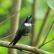 Colibri à collier blanc