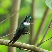 Colibri à collier blanc