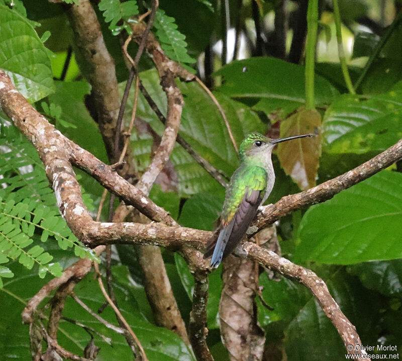 Colibri à queue bronzée femelle