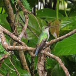 Colibri à queue bronzée