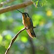 Colibri à ventre châtain