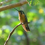 Colibri à ventre châtain