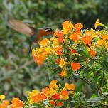 Colibri à ventre châtain