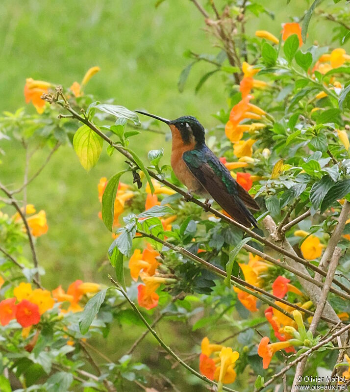 Colibri à ventre châtain femelle