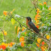 White-throated Mountaingem