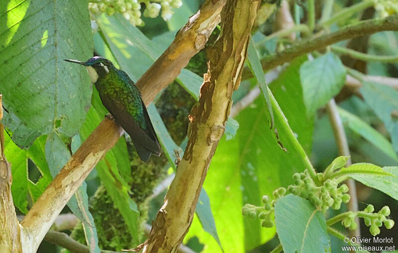 Colibri à ventre châtain mâle