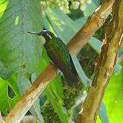 Colibri à ventre châtain