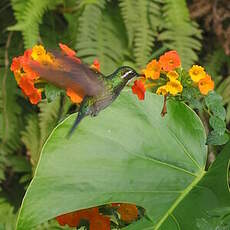 Colibri à ventre châtain