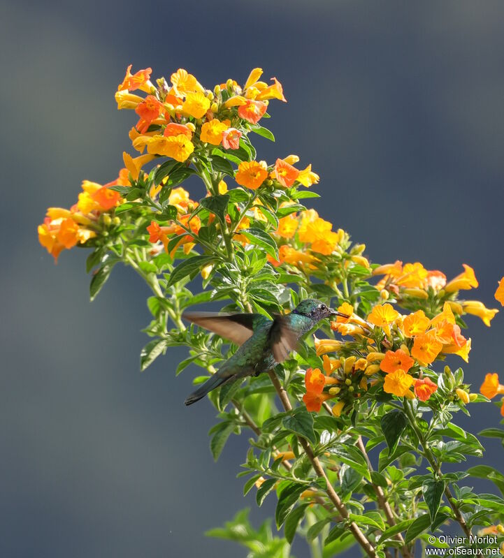 Colibri anaïs