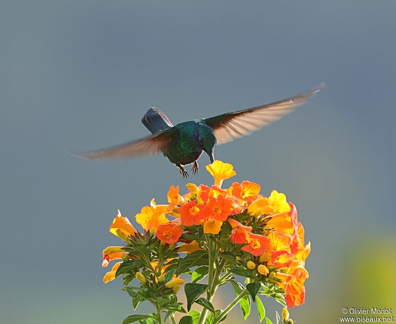 Sparkling Violetear