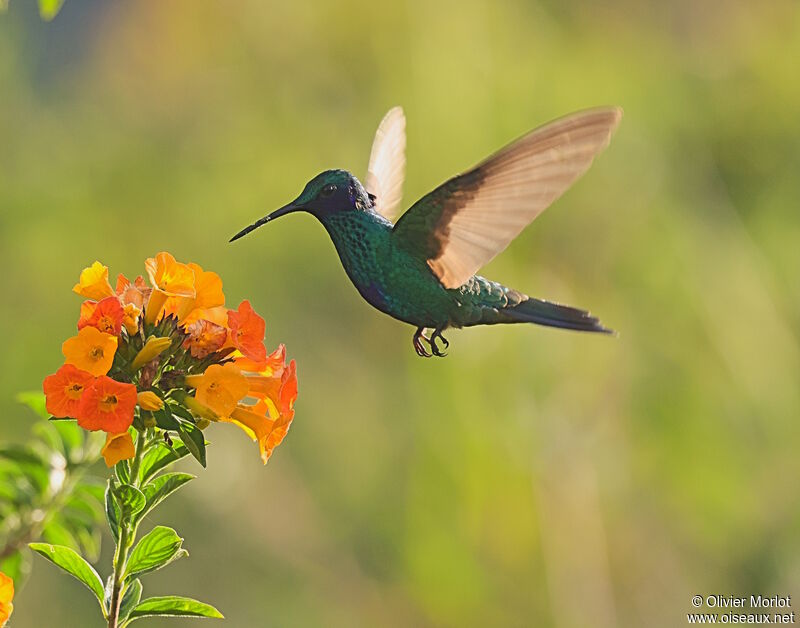 Colibri anaïs