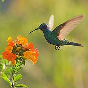 Sparkling Violetear