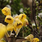 Green-bearded Helmetcrest