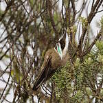 Colibri casqué