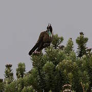 Green-bearded Helmetcrest