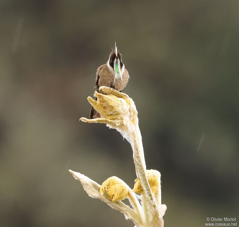 Green-bearded Helmetcrest male