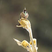 Green-bearded Helmetcrest