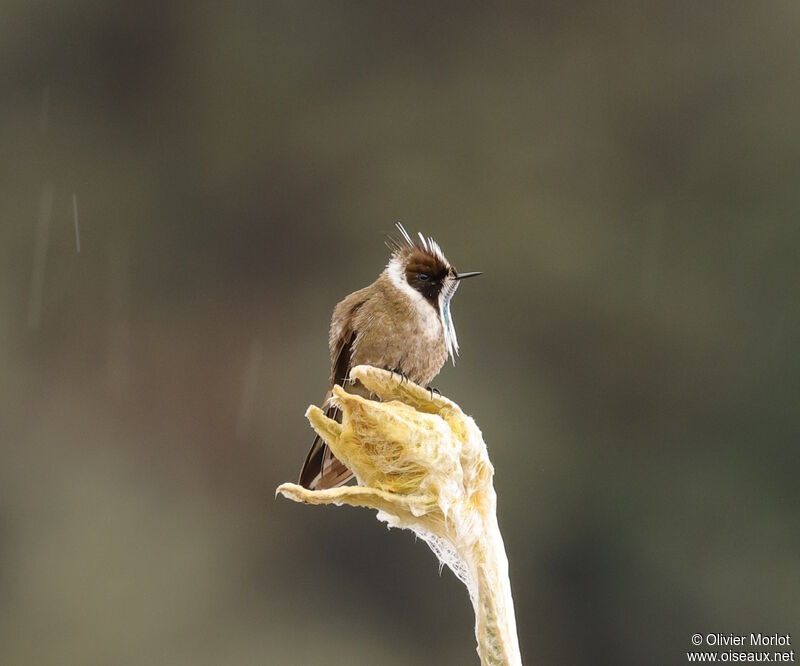 Green-bearded Helmetcrest male