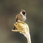 Colibri casqué