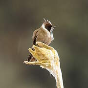 Green-bearded Helmetcrest