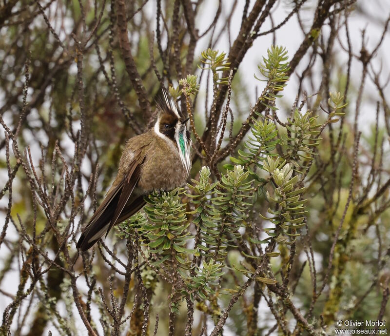 Green-bearded Helmetcrest male